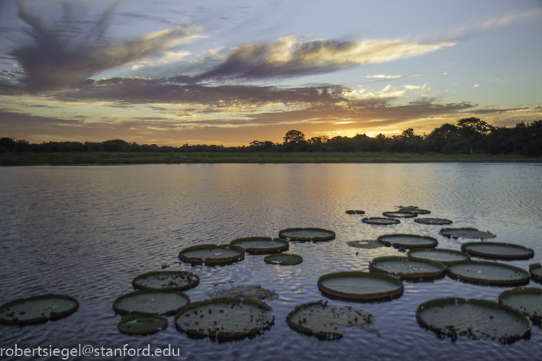 pantanal